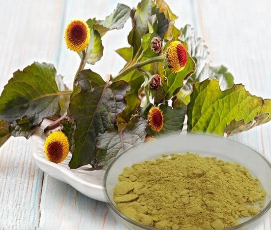 acmella oleracea extract for skin.png acmella oleracea extract for skin.png