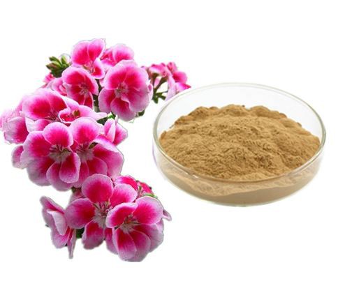 Pelargonium Sidoides powder.png