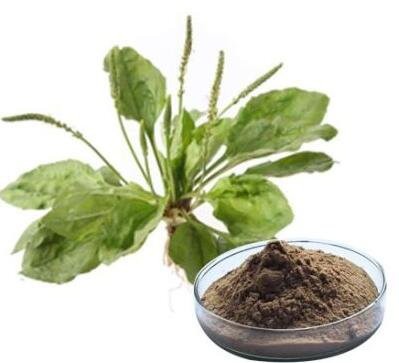 oriental water plantain rhizome extract