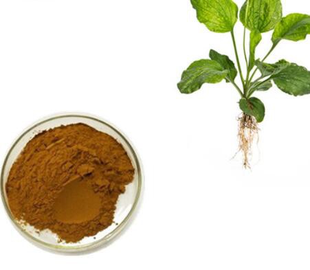 plantago asiatica powder