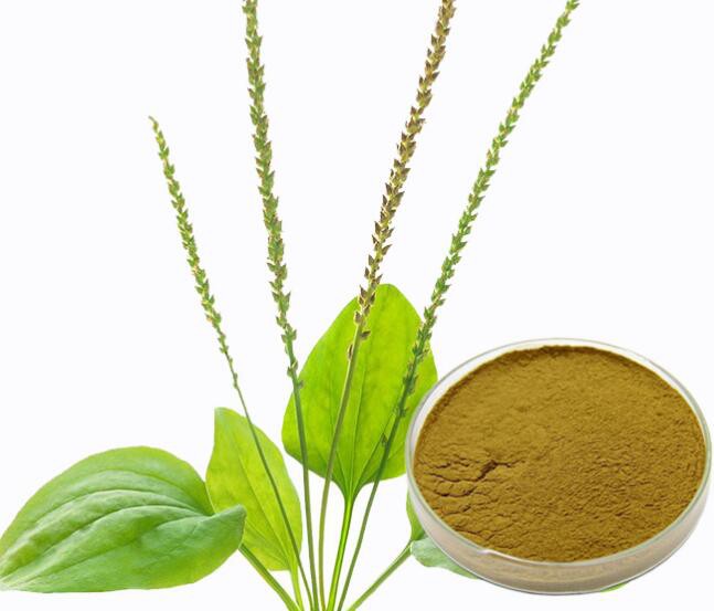 plantago extract.jpg plantago extract.jpg