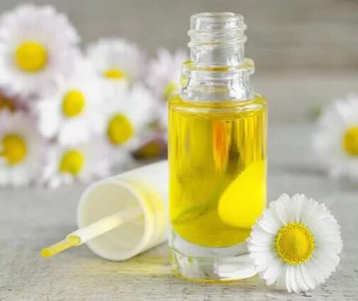 anthemis nobilis essential oil