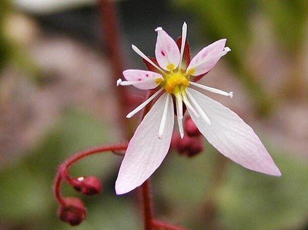 saxifraga sarmentosa extract benefits