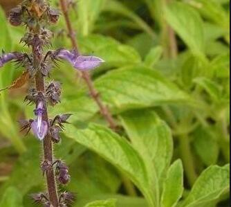 coleus forskohlii extract powder