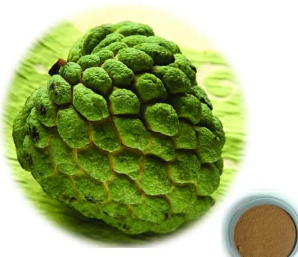 annona squamosa seeds extraction